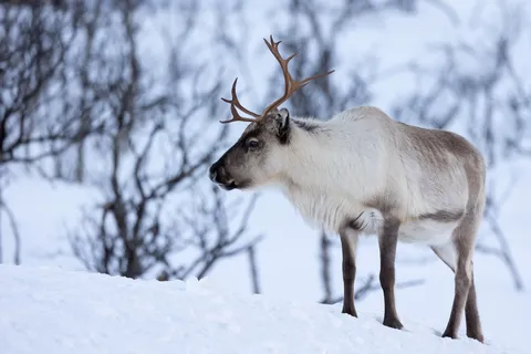 White reindeer among snowy birch scrub, Norway — Nicolas Marincic