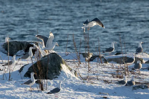 Gulls on snowy rocks by the fjord, Norway — Nicolas Marincic