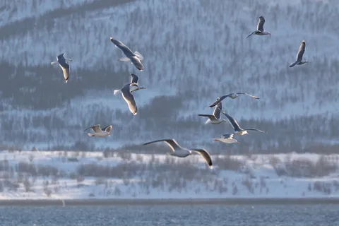 Gulls in flight over the fjord, Norway — Nicolas Marincic