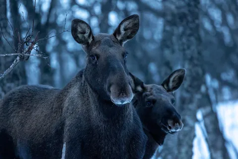 Two moose in the forest at blue hour, Norway — Nicolas Marincic