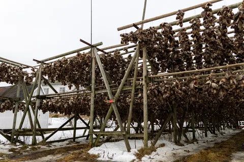 Séchoirs à stockfisch, Lofoten, Norvège — Nicolas Marincic