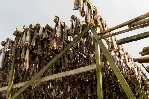 Morues séchant sur les claies de bois, Norvège — Nicolas Marincic