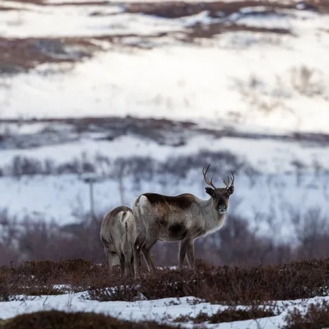 Pair of reindeer, Finnmark, Norway — Nicolas Marincic
