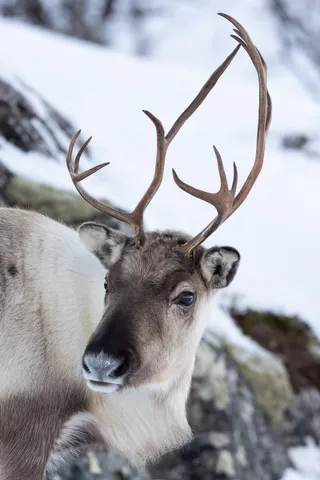 Portrait of a reindeer, Norway — Nicolas Marincic