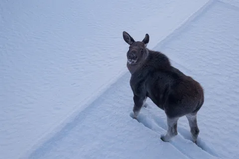 Moose seen from above, Norway — Nicolas Marincic