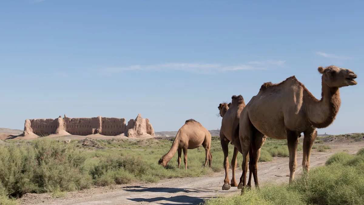 Chameaux devant une forteresse du Khorezm, Ouzbékistan — Nicolas Marincic