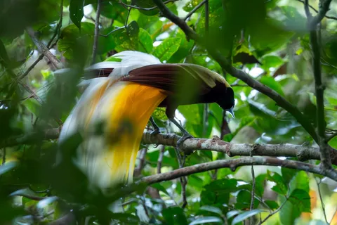 Bird of paradise in the foliage, Papua — Nicolas Marincic