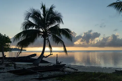 Cocotier sur la plage au coucher du soleil, Papouasie — Nicolas Marincic