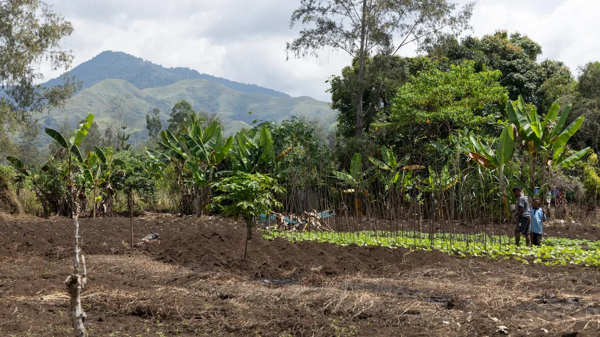 Jardins cultivés au pied des montagnes, Papouasie — Nicolas Marincic