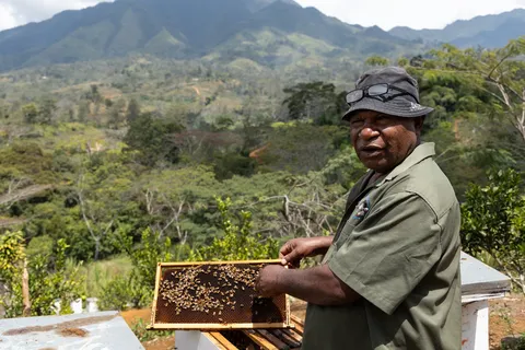 Beekeeper holding a hive frame in the Highlands, Papua — Nicolas Marincic