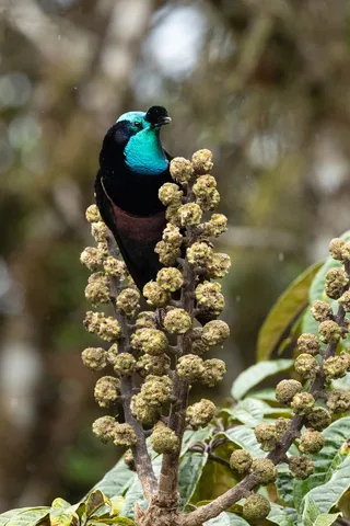 Paradisier perché sur une infrutescence, Papouasie — Nicolas Marincic