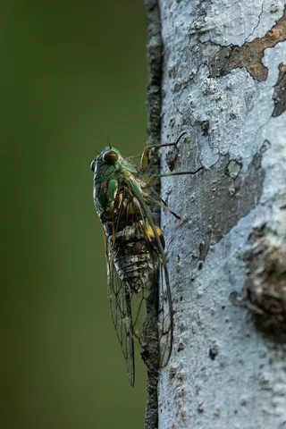 Cicada on tree bark, Papua — Nicolas Marincic
