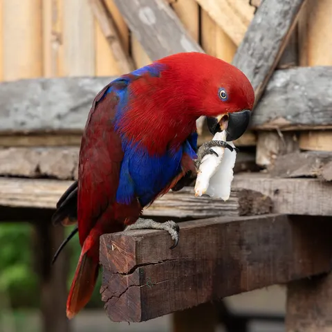 Female eclectus parrot on a village beam, Papua — Nicolas Marincic