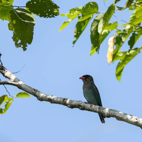 Oriental dollarbird on a branch, Sepik, Papua — Nicolas Marincic