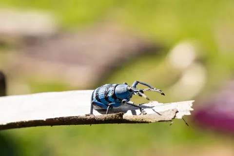 Blue weevil (Eupholus) on a twig, Papua — Nicolas Marincic