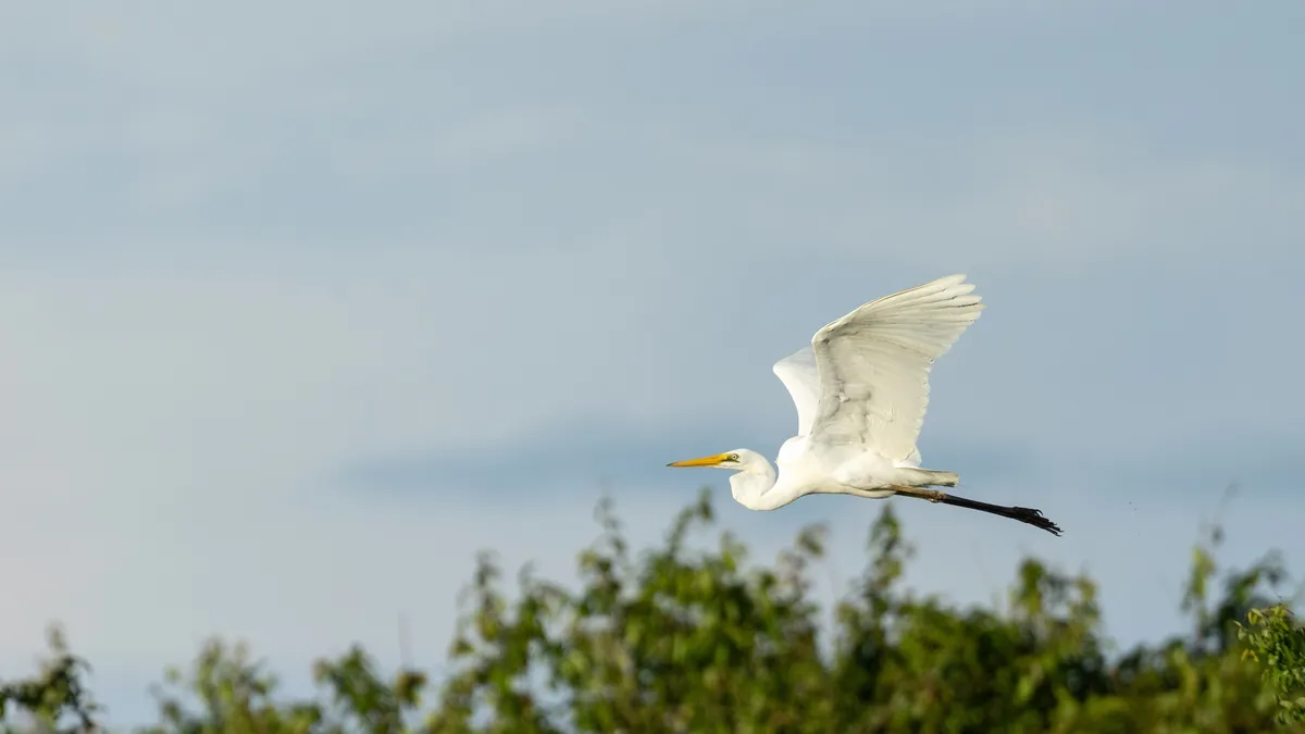 Great egret in flight over the Sepik, Papua — Nicolas Marincic