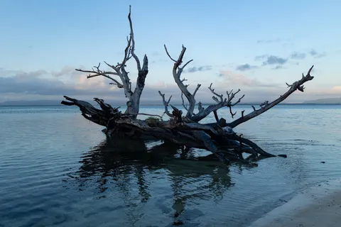 Arbre flotté dans la mer à l’aube, Papouasie — Nicolas Marincic