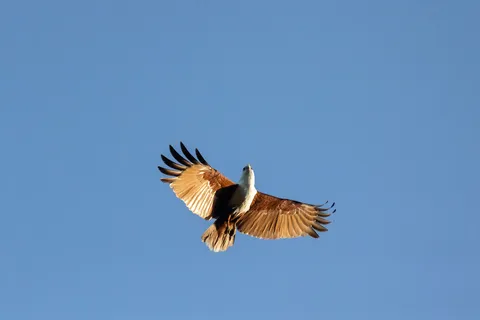 Brahminy kite soaring, Papua — Nicolas Marincic