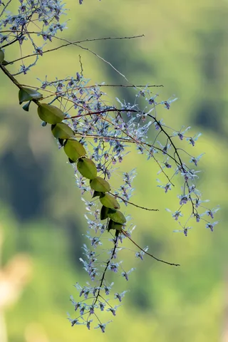 Hanging spray of blue flowers, Papua — Nicolas Marincic