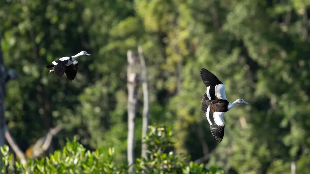 Egrets in flight over the river, Bismarck coast, Papua — Nicolas Marincic