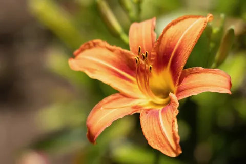 Orange daylily, Highlands, Papua — Nicolas Marincic