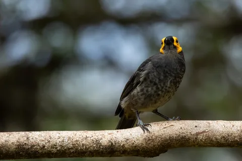 Smoky honeyeater with yellow face wattle, Papua — Nicolas Marincic