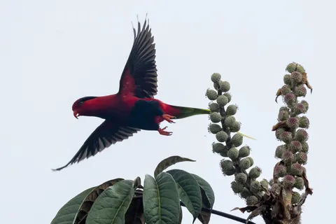Lorikeet in flight, Papua — Nicolas Marincic