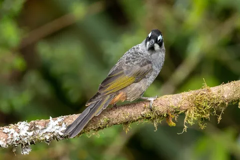 Grey honeyeater on a mossy branch, Papua — Nicolas Marincic