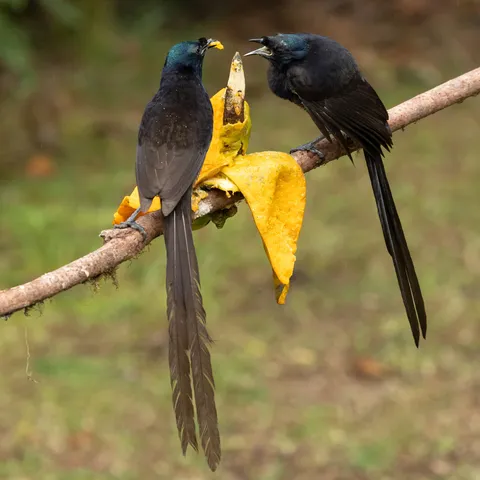 Pair of ribbon-tailed astrapias feeding, Papua — Nicolas Marincic