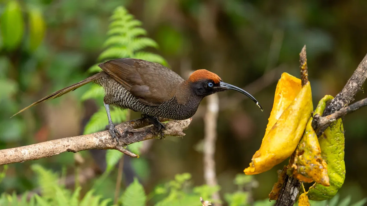 Female brown sicklebill with long curved bill, Papua — Nicolas Marincic