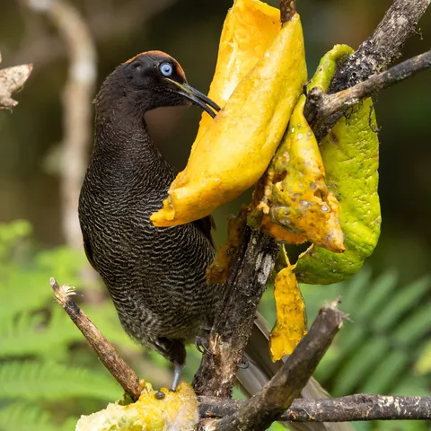 Female bird-of-paradise with blue eye on fruit, Papua — Nicolas Marincic