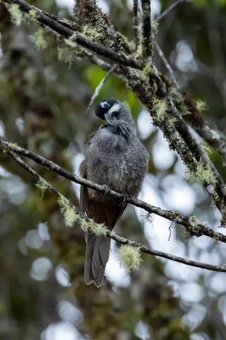Honeyeater among lichen-covered branches, Papua — Nicolas Marincic