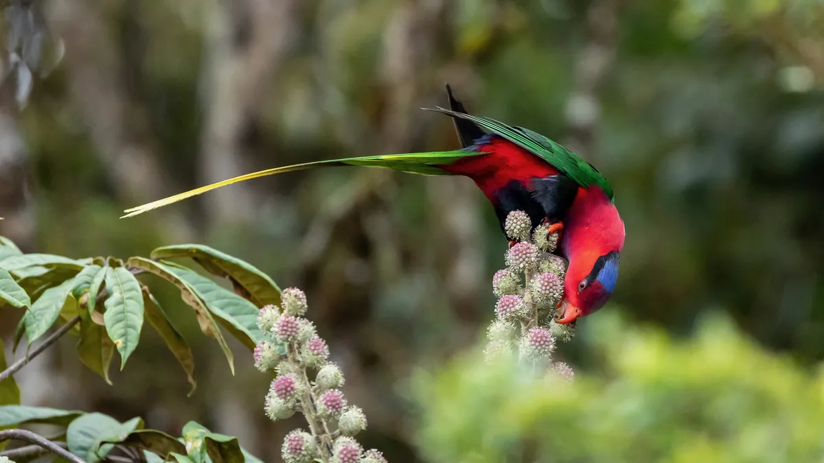 Long-tailed lorikeet feeding on flowers, Papua — Nicolas Marincic