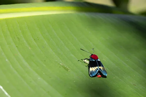 Day-flying moth on a banana leaf, Papua — Nicolas Marincic