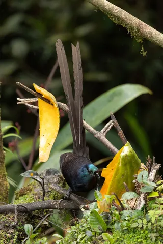 Ribbon-tailed astrapia with its long tail, Papua — Nicolas Marincic