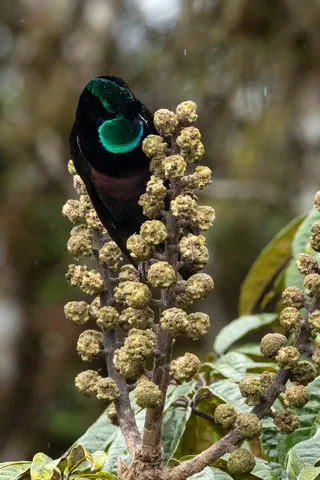 Male ribbon-tailed astrapia with iridescent breast, Papua — Nicolas Marincic