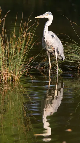 Grey heron and its reflection, France — Nicolas Marincic