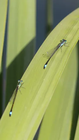 Damselflies on a reed leaf, France — Nicolas Marincic