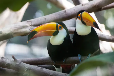 Pair of toucans, Paris Zoological Park, France — Nicolas Marincic
