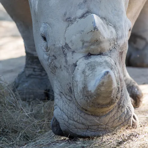 White rhino, Paris Zoological Park, France — Nicolas Marincic