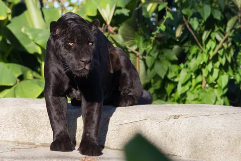 Black jaguar, Paris Zoological Park, France — Nicolas Marincic