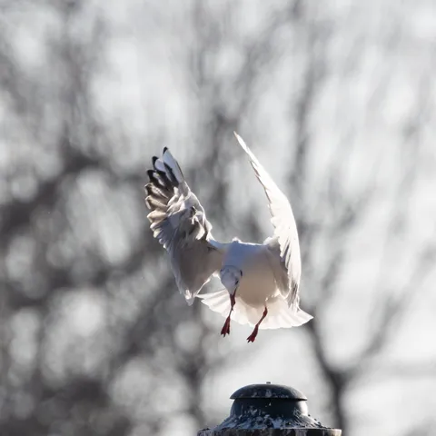 Black-headed gull with wings raised, France — Nicolas Marincic