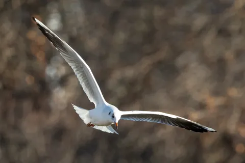 Black-headed gull in flight, France — Nicolas Marincic