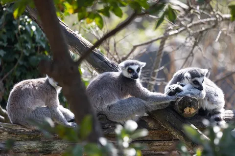 Ring-tailed lemurs huddled on a branch, France — Nicolas Marincic