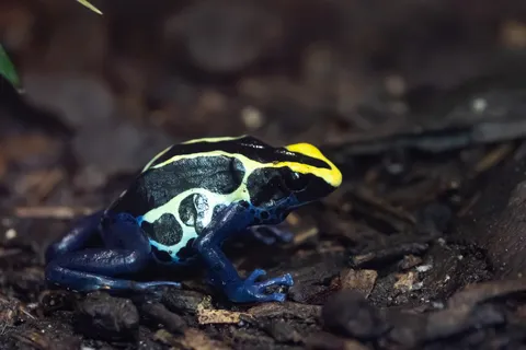 Dyeing poison dart frog, Paris Zoological Park, France — Nicolas Marincic