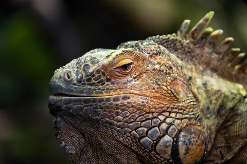 Green iguana head, Paris Zoological Park, France — Nicolas Marincic