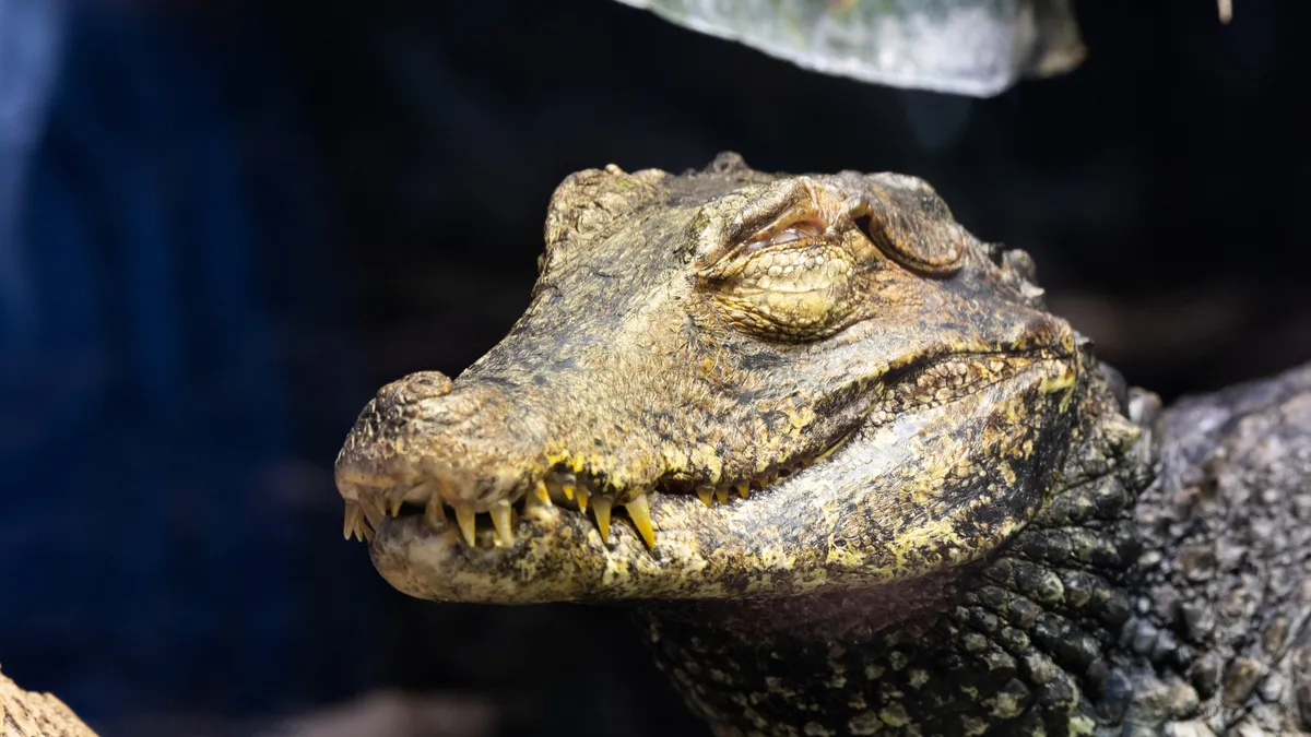 Dwarf caiman head, Paris Zoological Park, France — Nicolas Marincic