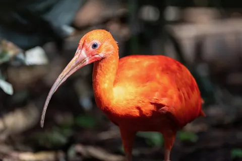 Scarlet ibis, Paris Zoological Park, France — Nicolas Marincic