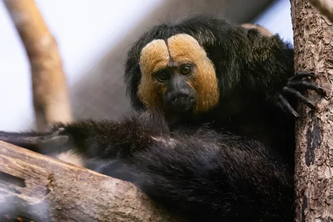 White-faced saki, Paris Zoological Park, France — Nicolas Marincic