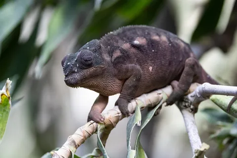 Panther chameleon on a branch, Paris Zoological Park, France — Nicolas Marincic